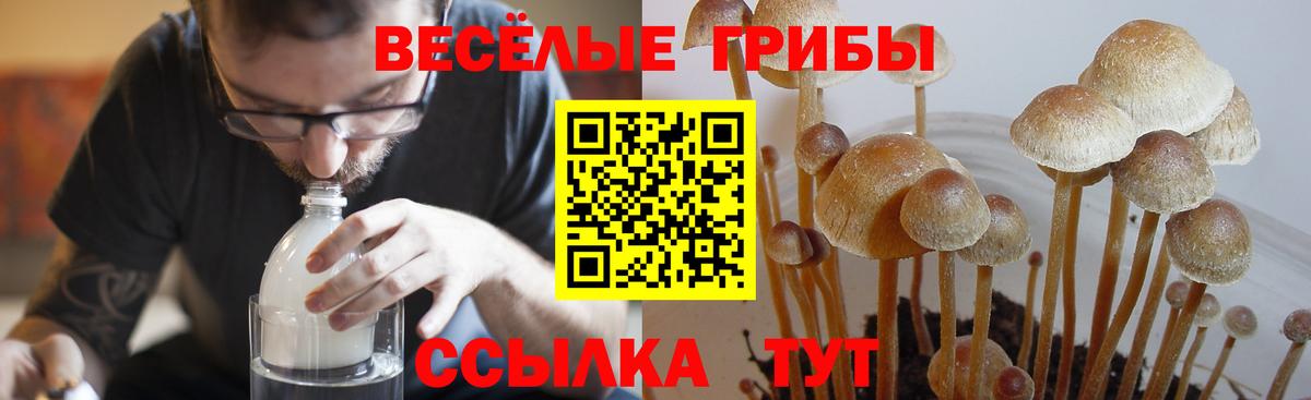 Псилоцибиновые грибы Psilocybe  Вход с VPN  Куйбышев 